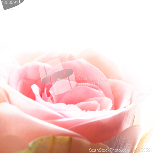 Image of bright pink roses