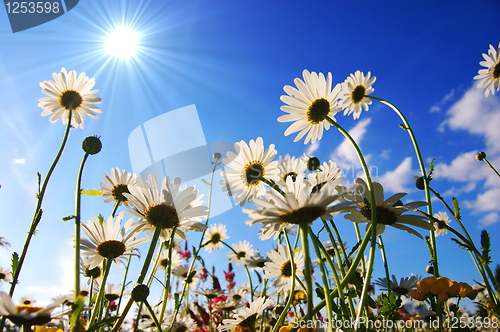 Image of flowers from below
