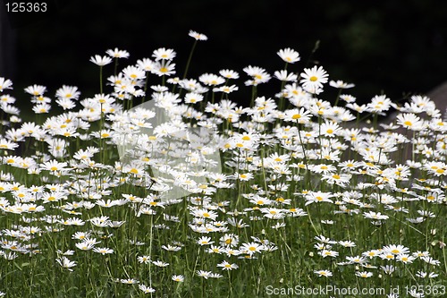 Image of Flowers