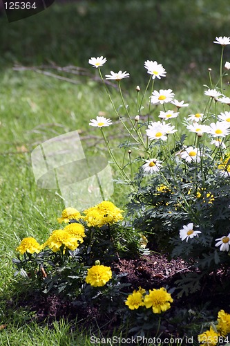 Image of Flowers