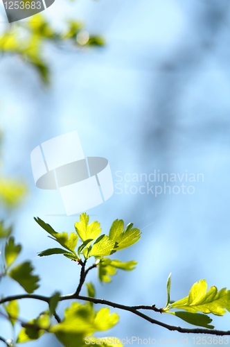 Image of summer nature 