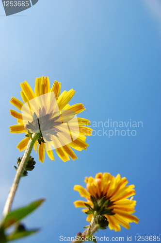 Image of flower under blue summer sky