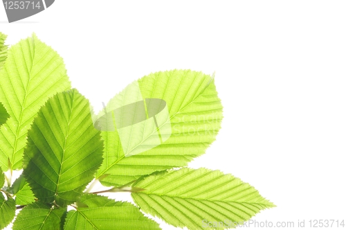 Image of isolated leaves