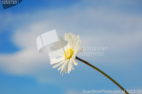 Image of daisy under blue spring sky