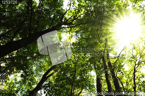 Image of trees in the woods