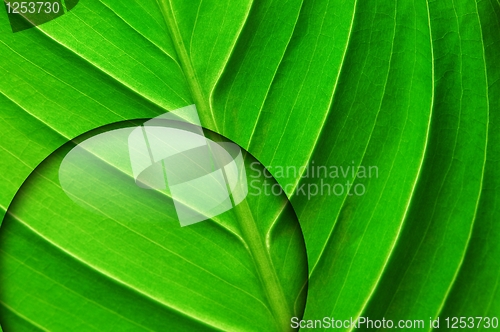 Image of green leaf with water drop