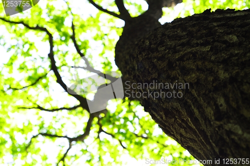 Image of trees in the woods