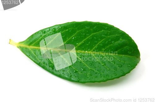 Image of leaf with water drops after rain