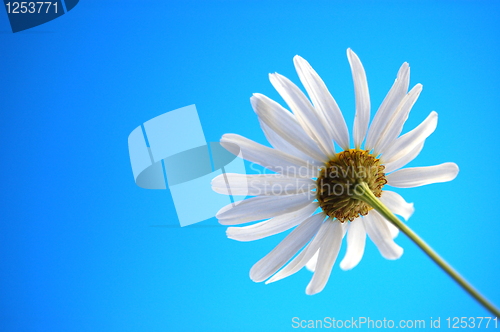 Image of daisy from beliw in summer under blue sky