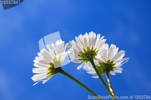 Image of daisy under blue sky