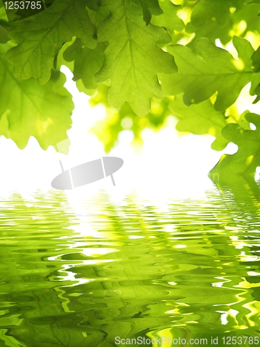 Image of green leave and water
