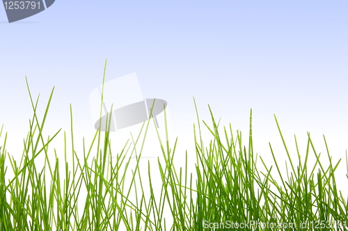 Image of grass