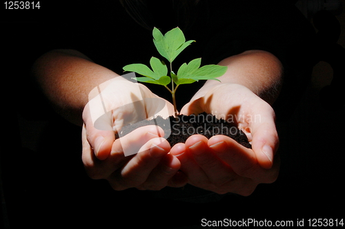 Image of young plant with soil in hands