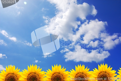 Image of blue sky and sunflower