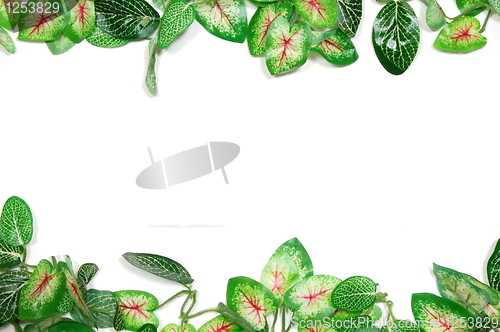 Image of border of leaves