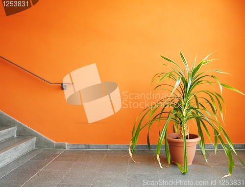 Image of plant in pot on a orange wall