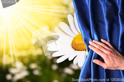 Image of summer flowers