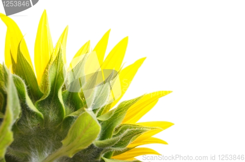 Image of sunflower