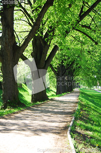 Image of summer tree alley