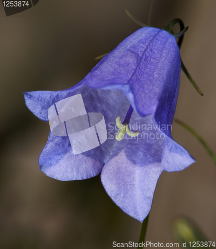 Image of Bellflower (Campanula) flower