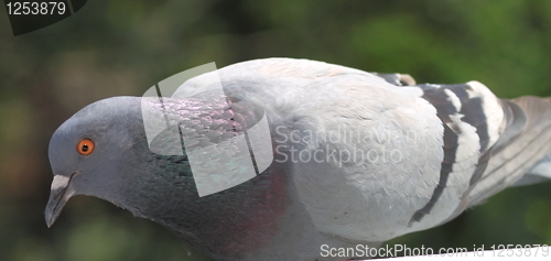 Image of pigeon