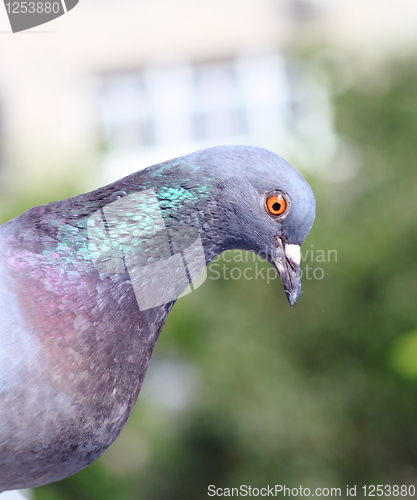 Image of pigeon