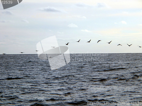 Image of pelicans over Pacific