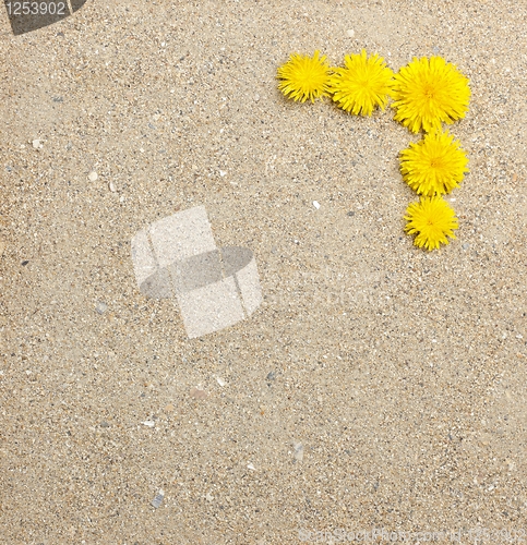 Image of Dandelion flowers on sand texture