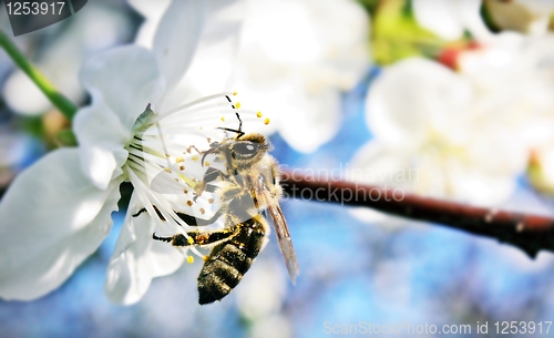 Image of Bee at Work