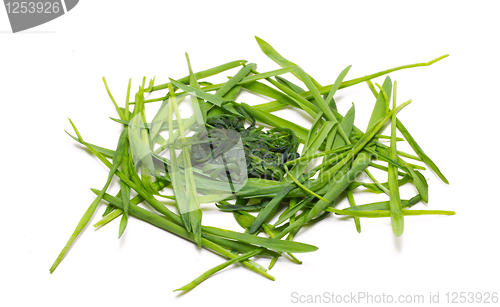 Image of Bunch Of A Grass 11