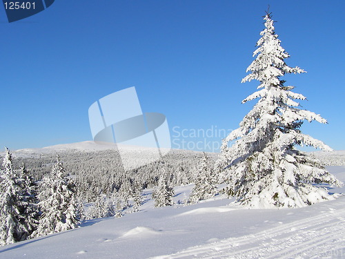 Image of View towards Nevelfjell with tree in front