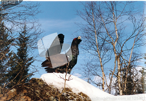 Image of capercaillie