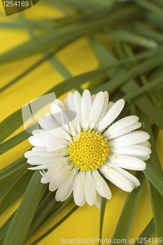 Image of daisy