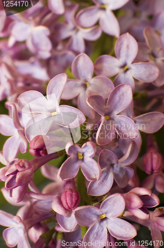 Image of pink flowers