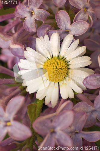 Image of flowers