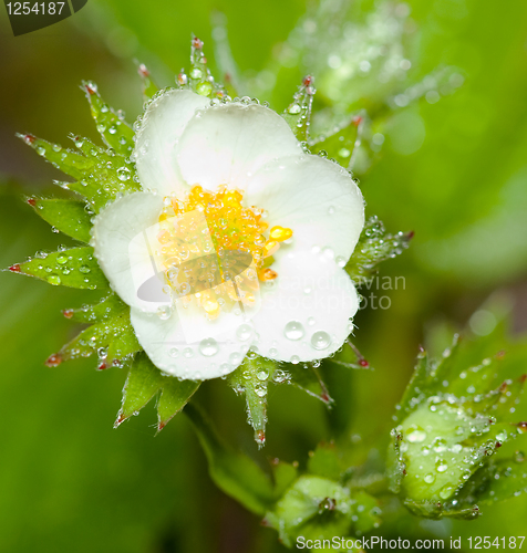 Image of flower strawberry