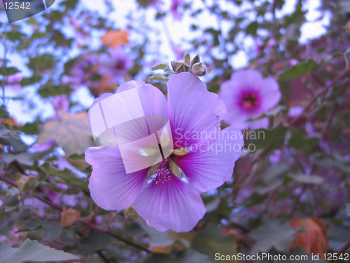 Image of purple flower