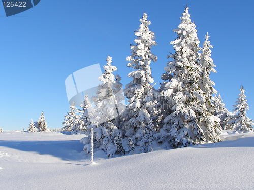 Image of Trees in snow