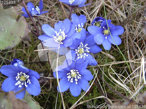 Image of flower