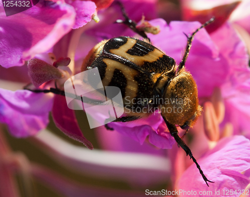 Image of Beetle Trichius fasciatus (Scarabaeidae: Trichiinae)