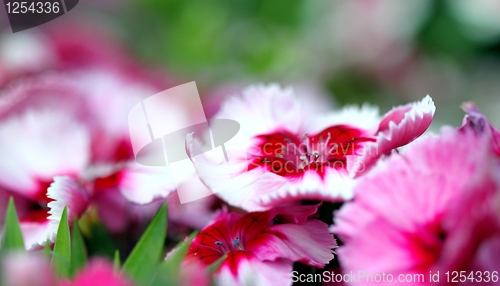Image of dianthus corona cherry magic