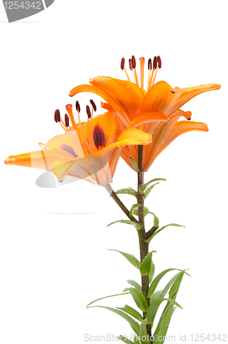 Image of Orange lily flowers