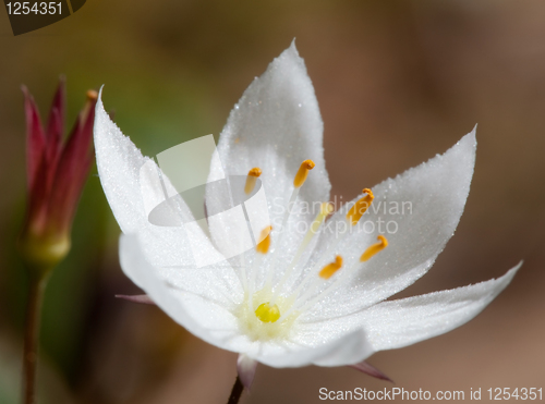 Image of Forest flower-Trientalis europaea L.