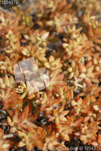 Image of Succulent Plants
