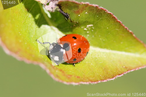 Image of ladybug