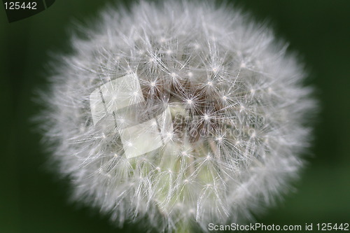 Image of dandelion