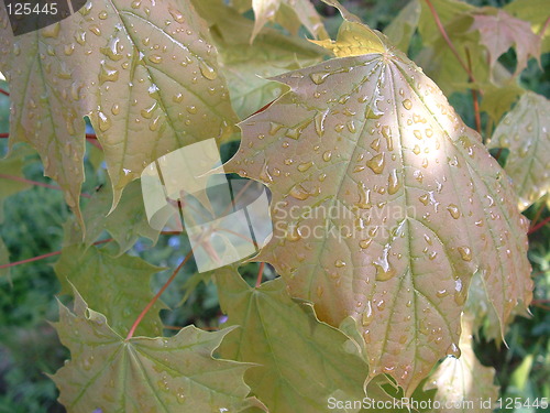 Image of leafs