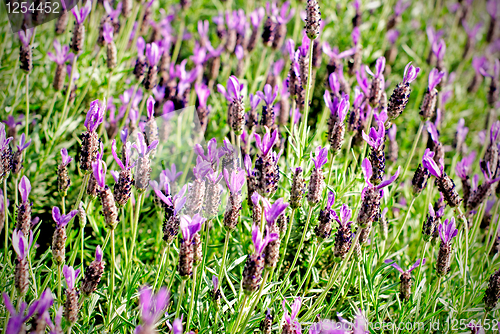 Image of Heather Calluna vulgaris bush