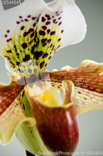 Image of Close up of orchid (Paphiopedilum Maudiae) 