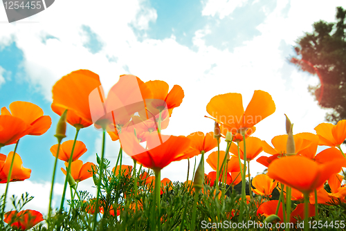 Image of Orange Poppies Field 